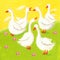 Five funny geese