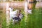 Five geese - four gray and one white - swim in the lake with green water. A flock of geese swims in the pond
