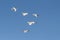 Five generations of SAAB military aircrafts in formation