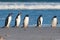 Five Gentoo Penguins lined up by the surf.