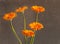 Five Gerbera flowers against a textured gray wall.