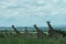 Five giraffes standing in a row, facing the photographer at Murchison Falls National Park