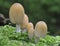 Five Glistening Ink Cap fungi