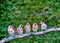 Five goldfinches Carduelis carduelis perched on a branch