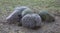 Five gray boulders on the withered grass