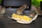 Five gray brown sparrows pecking corn in paper packaging on the wooden table outdoor, close-up.