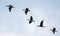 Five Great cormorants fly together in blue sky