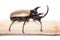 Five horned beetle