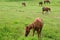 Five horses grazing in grassland