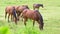 Five horses grazing in grassland