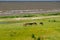 Five horses grazing on the green lush meadow near the sea