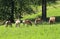 Five Horses grazing in the green meadow