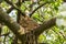 Five hungry Ñhicks in a nest on a tree branch in spring