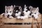 Five husky pups