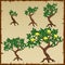 Five icons growth stages of lemon tree in the