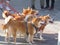 Five Japanese Shiba Inu dogs on leash