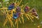 Five Javan kingfisher perched on a palm flower growing by the pond.