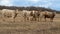 Five Jersey cattle of varying colors looking warily at the photographer in a field in Oklahoma, United States of America.