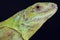 Five-keeled spiny-tailed Iguana / Ctenosaura quinquecarinata
