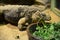 Five-keeled spiny-tailed iguana in zoological garden enclosure in Prague