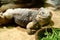 Five-keeled spiny-tailed iguana in zoological garden enclosure in Prague