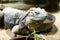 Five-keeled spiny-tailed iguana in zoological garden enclosure in Prague