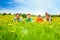 Five kids in the dandelion field
