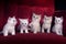 Five kittens of British Shorthair breed are sitting on the red c