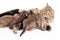 Five kittens brood feeding by mother cat