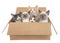 Five kittens in a brown box