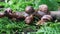 Five large grape garden snails Helix pomatia live in the forest on the grass.