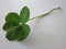 Five-leaf clover photo green on light gray