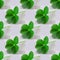 Five-leaf clover photo green on light gray