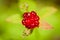 Five Leaved Bramble Fruit - Bird Perspective