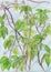 Five-leaved ivy, also known ac virginia creeper, victoria creeper and five-finger, in summer. Hand drawing, drawn by watercolor