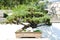 Five-leaved pine Bonsai