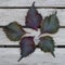 Five leaves of purple shiso perilla herb