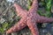 Five Legged Red Starfish on Barnacled Beach