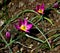 five lilac tulips in a garden in a botanical garden grow in the ground