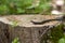 Five Lined Skink