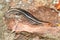 Five-lined Skink (Plestiodon fasciatus)