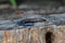 Five-lined skink on tree stump