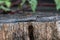 Five-lined skink on tree stump