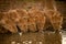 Five lionesses lie drinking from water hole
