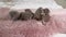 five little British Shorthair Kittens are two weeks old, Crawling on a White Rug.