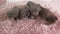 five little British Shorthair Kittens are two weeks old, Crawling on a White Rug.