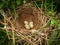 Five little mottled eggs of forest birds are in beautiful made the nest