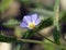 Five-lobed Bindweed