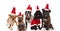 Five lovely dogs of different breeds wering santa costumes