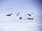 Five magpie geese in flight above Kakadu National Park